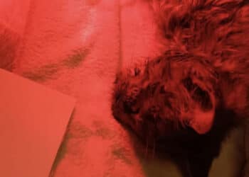 Orrore a Dolianova: gattina picchiata e chiusa in delle buste