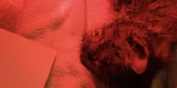 Orrore a Dolianova: gattina picchiata e chiusa in delle buste