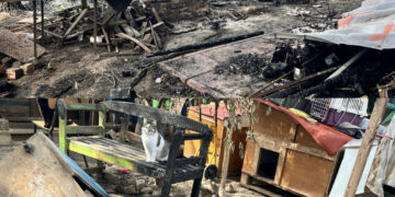Quartucciu, un incendio distrugge un rifugio per gattini: “Aiutateci, sono i nostri figli”
