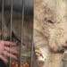 Dolianova: resta delicata la situazione del cane Hope, recuperato in fin di vita dalle volontarie