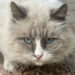 Radio Zampetta Sarda- Gofund.me per Oscar Gigi, gatto felv bisognoso di cure