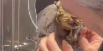 Gattina picchiata e abbandonata in una busta a Dolianova: “Chi sa parli”