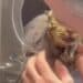 Gattina picchiata e abbandonata in una busta a Dolianova: “Chi sa parli”