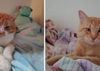 Radio Zampetta Sarda, sos a Flumini di Quartu: smarriti due gatti