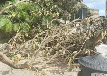 Vento fortissimo a Cagliari, crollano gli alberi in piazza Ingrao: incidenti sfiorati davanti a via Roma