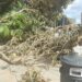 Vento fortissimo a Cagliari, crollano gli alberi in piazza Ingrao: incidenti sfiorati davanti a via Roma