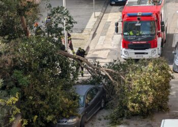 Quartu, albero crolla davanti alla scuola Porcu Satta: tragedia sfiorata all’uscita degli alunni