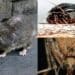 A Monserrato è guerra a topi, blatte e zanzare