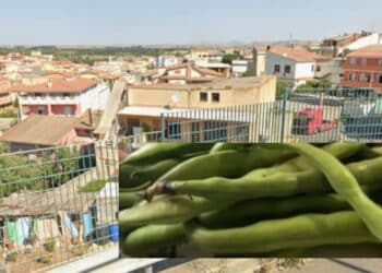 Monastir, campo di fave in paese: scatta la protesta dei residenti