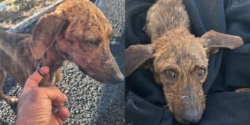 Cagnolina salvata sulla 131 da due ragazzi