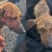 Cagnolina salvata sulla 131 da due ragazzi