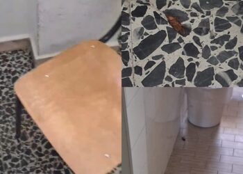 Cagliari, blatte al De Sanctis Deledda in aula e nei bagni seminano il terrore tra gli studenti