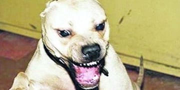 Pitbull aggressivi attaccano nuovamente a Sinnai e Oristano
