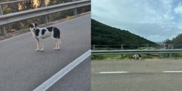 Teulada, la cagnolina abbandonata diventa un caso nazionale: “Scappa, è molto diffidente”
