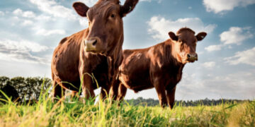 Dermatite bovina, nessun nuovo contagio nell’Isola: “Probabili casi isolati”
