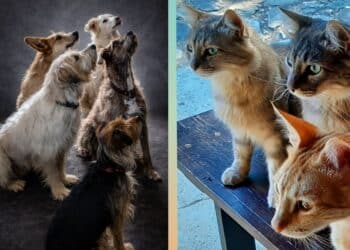 Sos a Radio Zampetta Sarda: evitiamo il canile e il gattile ai pelosetti di Alessandra