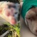 Cane massacrato di colpi e abbandonato a bordo strada nel Cagliaritano: è caccia all’uomo