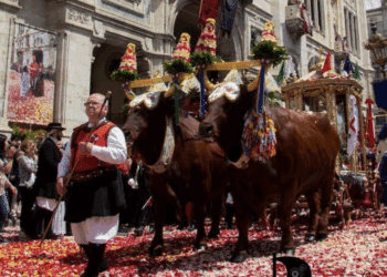 Sant’Efisio, il verdetto sui buoi in processione è previsto per oggi: attesa e polemiche