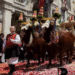 Sant’Efisio, il verdetto sui buoi in processione è previsto per oggi: attesa e polemiche
