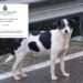 Cagnolina abbandonata fra le montagne di Teulada, il Comune invece di salvarla vieta di darle cibo e acqua