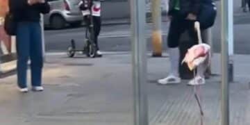 Cagliari, un fenicottero rosa passeggia fra la gente in via Palestrina (VIDEO)