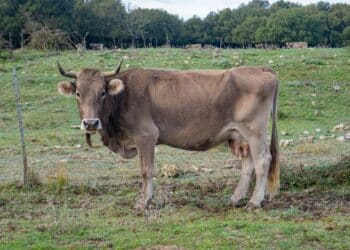 Dermatite bovina, dilaga il contagio nel sud Sardegna: 25 animali abbattuti, appello per i vaccini