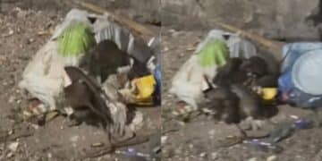 Pirri, la combriccola dei ratti nuovamente in azione tra i rifiuti abbandonati dagli incivili
