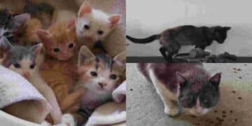 Sanluri, 16 gatti accuditi da due volontari rischiano di morire di fame