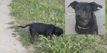 Morto dopo esser stato picchiato o investito, a Dolianova rabbia e dolore per il piccolo Jack