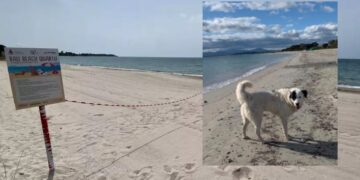 Quartu, la spiaggia dei cani di Margine Rosso si sposta di qualche metro per conciliare benessere animale e tutela ambientale