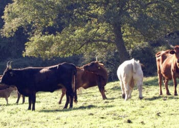 Dermatite bovina, in Sardegna 300 mila dosi di vaccino: campagna al via dal 6 maggio