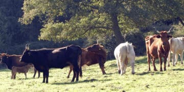 Dermatite bovina, in Sardegna 300 mila dosi di vaccino: campagna al via dal 6 maggio