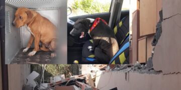 Gara di solidarietà in tutta la Sardegna per i cani che vivevano nella villetta di Terralba andata a fuoco