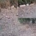 Villasimius, incivili in azione e erbacce a bordo strada deturpano il territorio