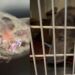 Addio a Piombo, il cagnolino sparato alla testa: ennesima vittima della crudeltà umana