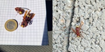 Sinnai, in molte zone del paese è invasione di vespe orientali