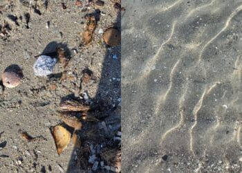Cagliari, bagnanti in rivolta al Poetto tra schiuma e microplastiche: “È uno schifo”