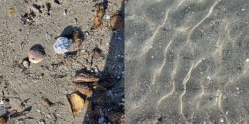 Cagliari, bagnanti in rivolta al Poetto tra schiuma e microplastiche: “È uno schifo”