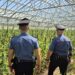 Dolianova, maxi piantagione di cannabis da diecimila piante scoperta dai carabinieri: due arresti