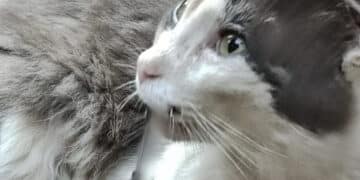Ussana, crudeltà verso gli animali: gatto uncinato e due uccellini con le zampe legate