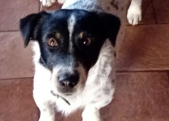 Radio Zampetta Sarda: appello per Jack, smarrito a Villaputzu