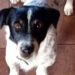 Radio Zampetta Sarda: appello per Jack, smarrito a Villaputzu