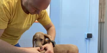 Radio Zampetta Sarda- Zoppia nel cane e nel gatto, i consigli del veterinario Davide Isolato