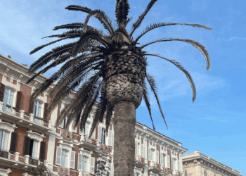 Cagliari, le palme di via Roma attaccate dal punteruolo rosso: “4 sono morenti, curatele prima che sia tardi”