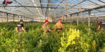 Maxi sequestro di cannabis a Uta: i carabinieri scoprono sei capannoni strapieni di droga (VIDEO)
