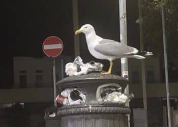 Cagliari, piccoli di gabbiano in pericolo: tante le segnalazioni di pulli in difficoltà