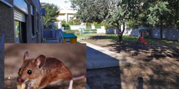 Topi nella scuola dell’infanzia di Su Planu: trovati escrementi in sala mensa