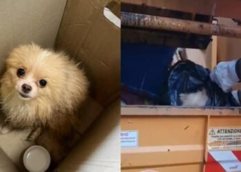 Cagliari, cane anziano gettato tra i rifiuti dentro un sacco nero