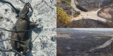 Domusnovas, un palo elettrico difettoso è la causa del rogo che ha incenerito centinaia di ettari