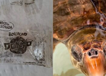 Pula, lieto fine per la tartaruga marina che aveva mangiato tanta plastica